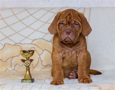 French Mastiff Puppies For Sale | Dav Pet Lovers