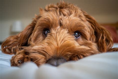 Cockapoo Colors: How Many Adorable Variations Are There?