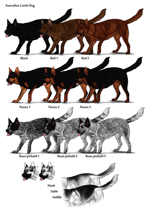 Image - Australian Cattle Dog Color Chart.png | Herding Dog Farms Game Wikia | Fandom powered by ...