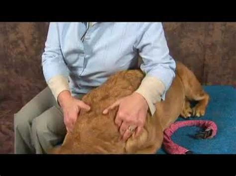 Dog Massage for Arthritis: Neck Massage - YouTube
