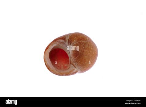 Periwinkle snail hi-res stock photography and images - Alamy