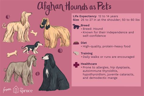 Afghan Hound - Full Profile, History, and Care