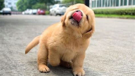 Cute Dog Pictures Of Golden Retrievers