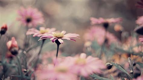 Vintage Flowers Wallpapers HD Pictures | One HD Wallpaper Pictures Backgrounds FREE Download