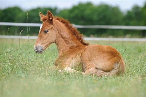 First foal, what do I need to do? | Horse and Rider