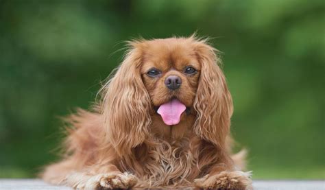 Training Your Cavalier King Charles Spaniel For Therapy Or Emotional ...