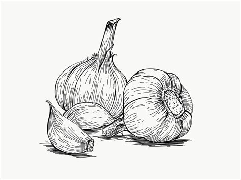 Garlic Drawing at PaintingValley.com | Explore collection of Garlic Drawing