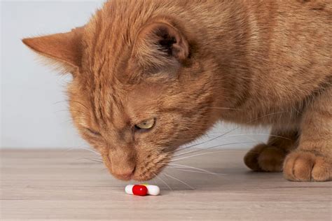 Gabapentin for Cats | Great Pet Care