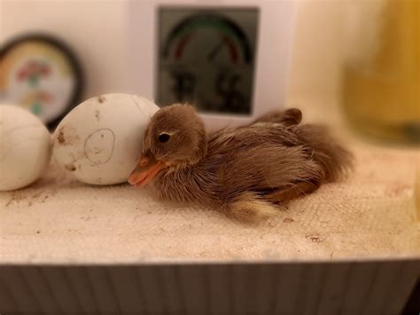 Hatching Duck Eggs in a Homemade Incubator