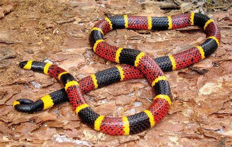 🔥 Venomous snakes are often misnomered as poisonous; the red-necked ...