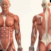 Download Human anatomy android on PC