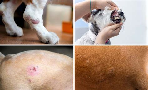 Dog Skin Lesions Cancer
