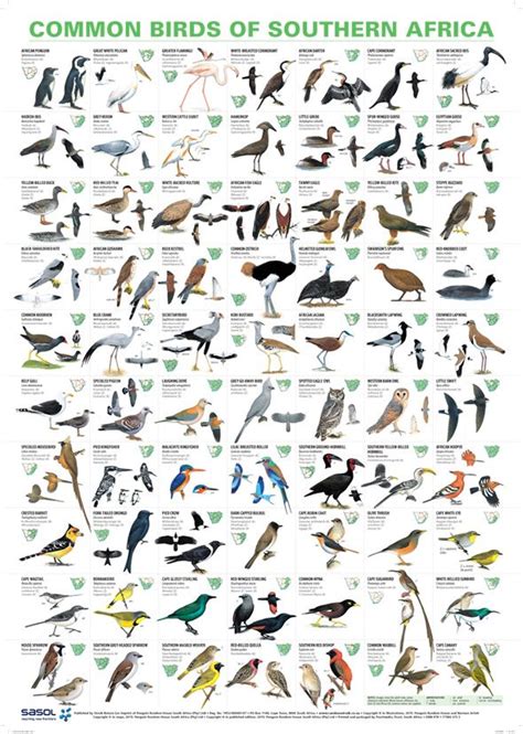 Common Birds of Southern Africa Poster | Common birds, Southern africa, Africa