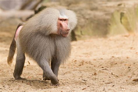 470+ Baboon Angry Stock Photos, Pictures & Royalty-Free Images - iStock