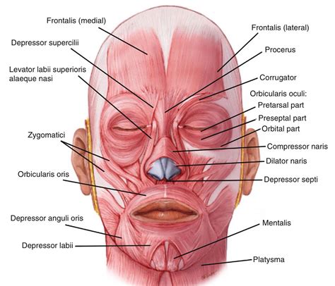 Facial muscles | Anatomie