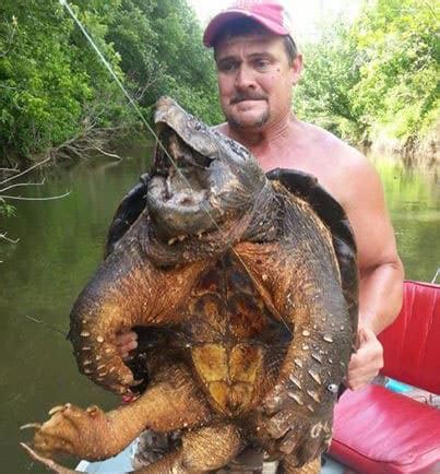 Huge Alligator Snapping Turtle Caught And Released In Oklahoma - Reptiles Magazine