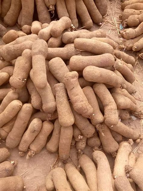 White African Yam For Human Consumption, Rs 59000 /ton Wise Enterprises Pvt Ltd | ID: 23466213030