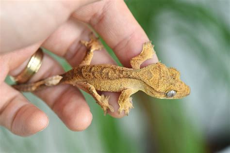 Dalmatian Crested Gecko | Fringemorphs