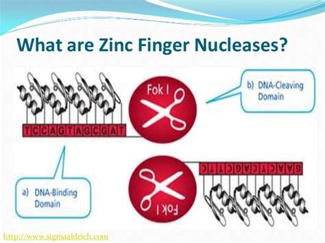 ZINC FINGER NUCLEASE TECHNOLOGY