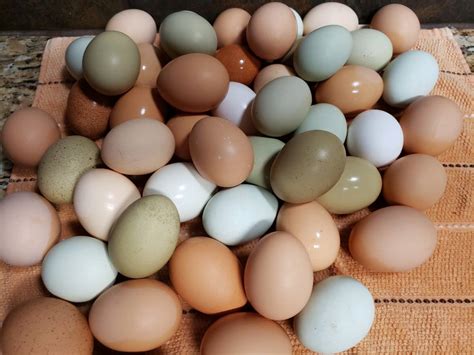 Best Quality Organic Fresh Chicken Table Eggs & Fertilized Hatching ...