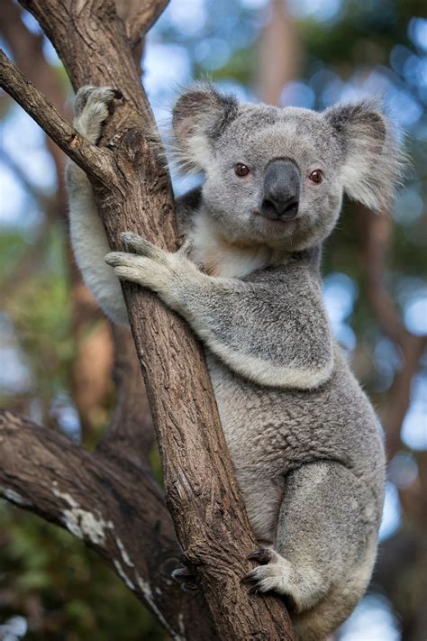 Extinct Animals 2019 Australia