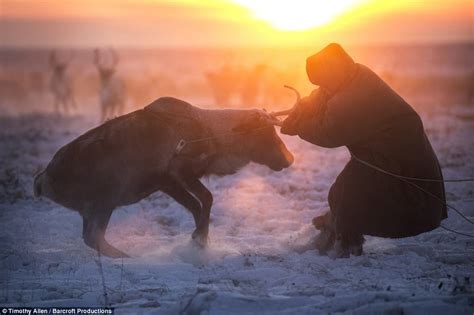 BBC photographer with Siberian tribe in reindeer migration | Daily Mail Online