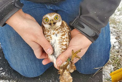 Burrowing owls returning to Thompson Okanagan nests after migration to Mexico | iNFOnews ...