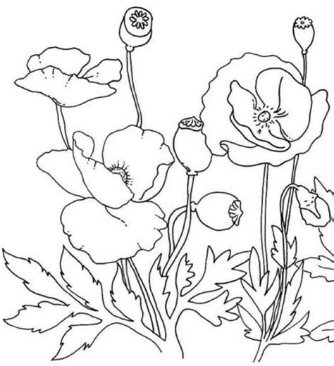 Printable Poppy Coloring Pages PDF - Coloringfolder.com | Poppy ...