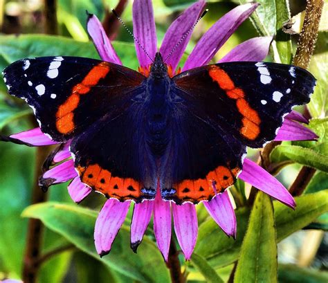 Mammoth Butterfly Photograph by Dan Sproul