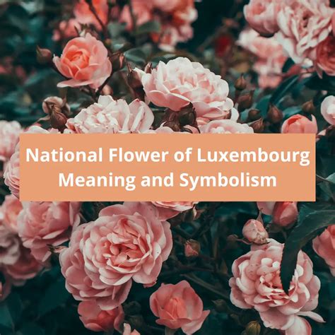 What is the national flower of Luxembourg, Meaning and Symbolism