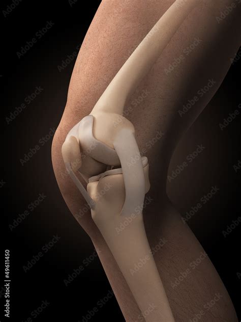 3d rendered illustration - anatomy of the knee Stock Illustration ...