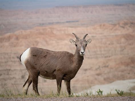 Close Up of a Female Bighorn Sheep in Badlands National Park Stock Photo - Image of field ...