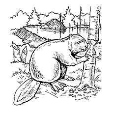 Beaver Dam Drawing at GetDrawings | Free download