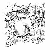 Beaver Coloring Page At GetColoringscom  Free Printable Colorings sketch template