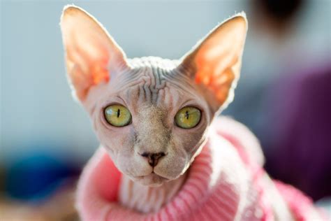 Il gatto Sphynx: origini e particolarità - Pam RetailPro