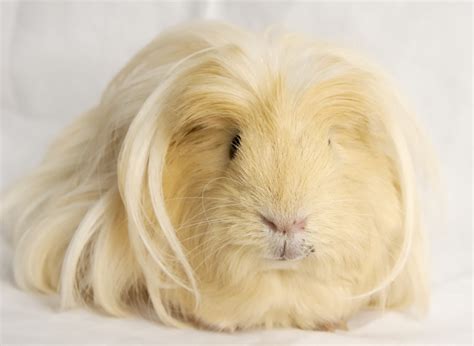 The Best Guide to Peruvian Guinea Pigs | Kavee