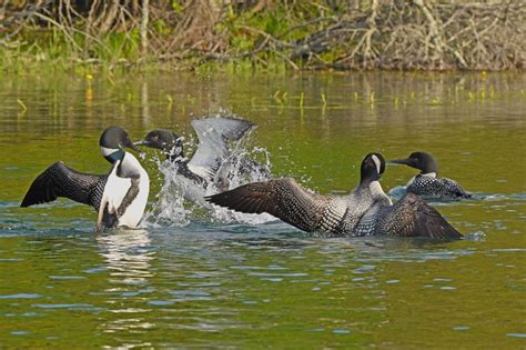 Loon kills eagle trying to defend chick: wildlife biologist - Cottage Life