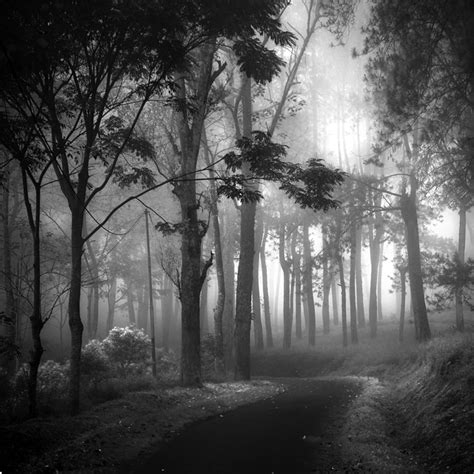 Deep Forest, photography, miscellaneous by Hengki Koentjoro - Art Limited