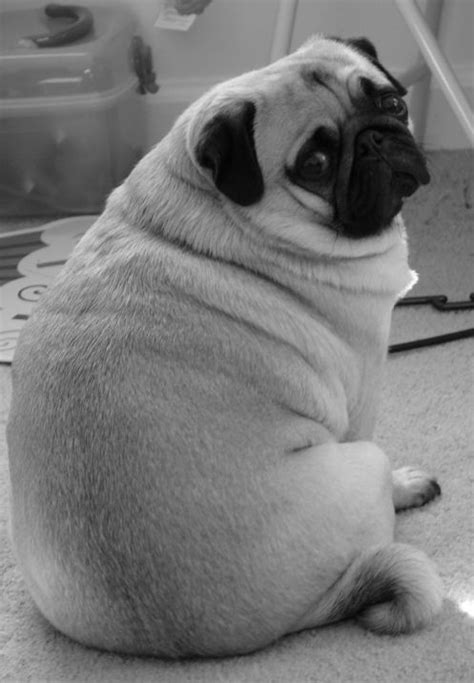 yes I am a fat pug Cute Pug Puppies, Cute Pugs, Doggies, Carlin, Cutest Pug Ever, Fat Pug, Amor ...