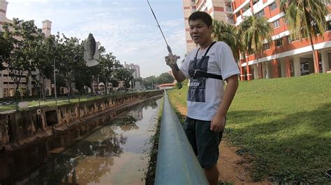 Longkang Fishing at Hougang Ave 8 | Release fish to Punggol Park - YouTube