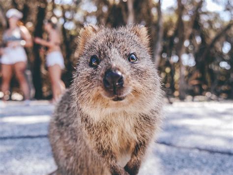 What Is a Quokka? 15 Facts About the "Happiest" Creature on Earth