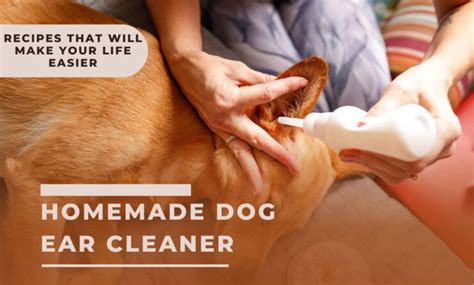 Homemade Dog Ear Cleaner: Top 6 Recipes That Will Make Your Life Easier ...