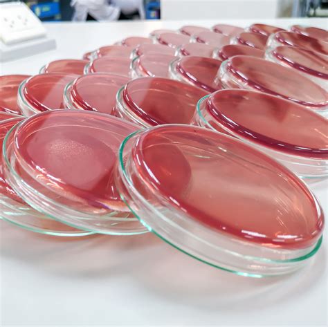 Buy MacConkey Agar Plates - Evviva Sciences - 10 Prepoured MacConkey Agar Petri Dishes - Great ...