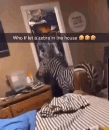 Zebra GIF - Zebra - Discover & Share GIFs