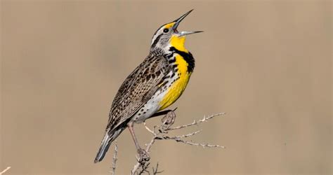 Western Meadowlark Identification, All About Birds, Cornell Lab of Ornithology