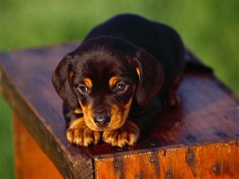 20 Most Affordable Dog Breeds of 2024 with Pictures - Tail and Fur