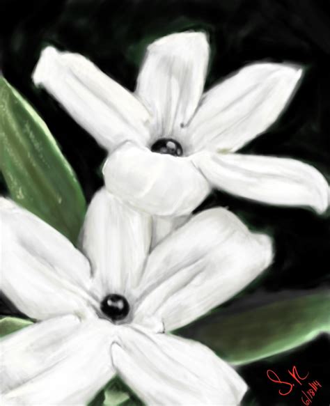 Stephanotis by artfreaksue on DeviantArt