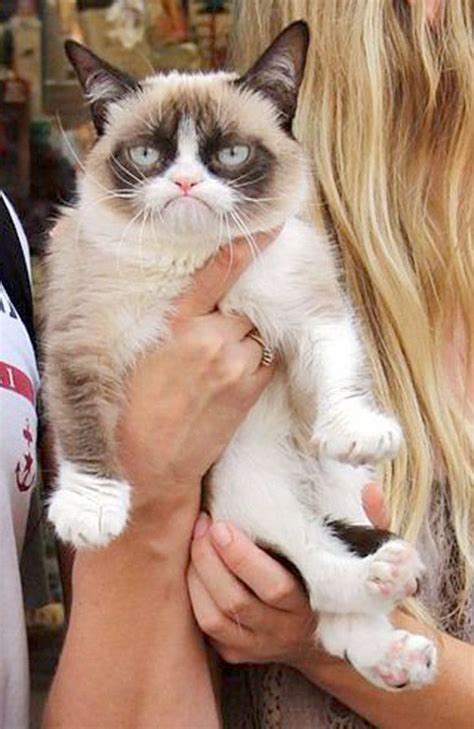 Tardar Sauce at book signing July 2013 #GrumpyCat #Tard #TardarSauce | Grumpy cat, Grumpy cat ...