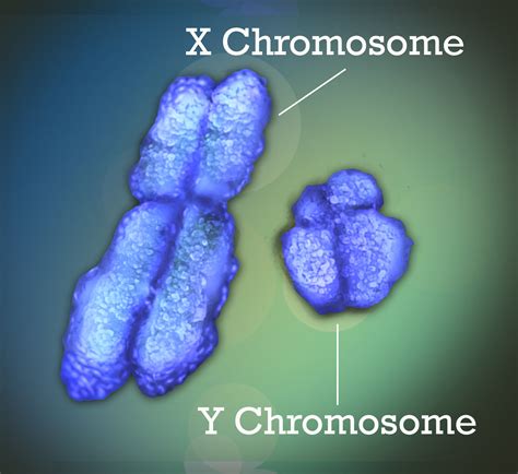 5.2 Chromosomes and Genes – Human Biology