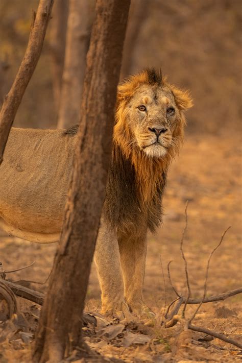 Male Asiatic Lion, Gir National Park - Francis J Taylor Photography